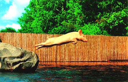Swine Dive